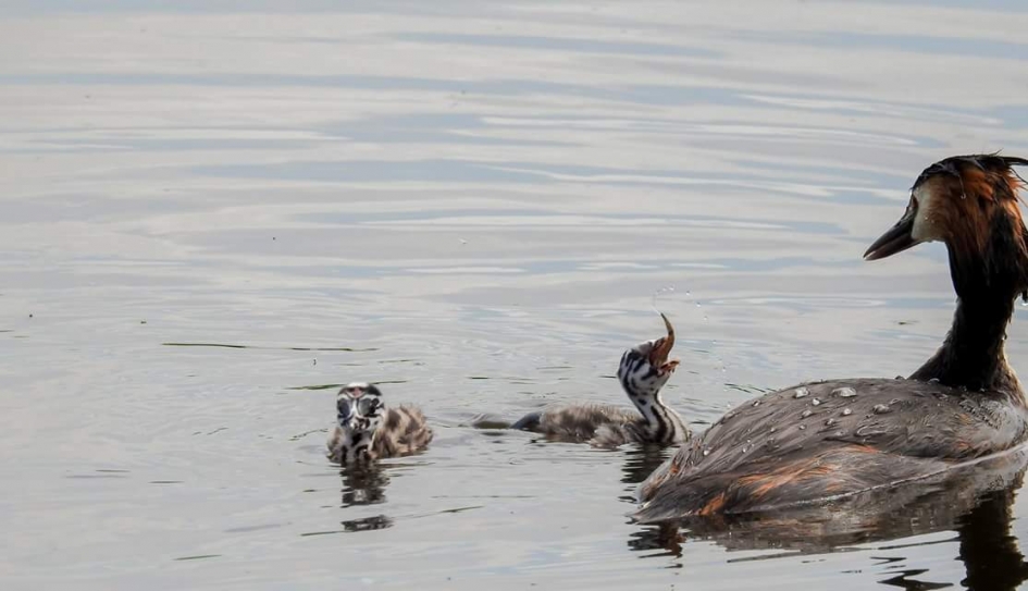 Kleine fuut met een lekker visje - Vogels - 