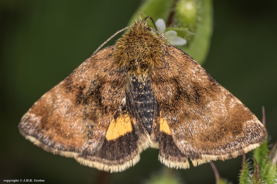 Kleine huismoeder - Geleedpotigen - Kleine huismoeder