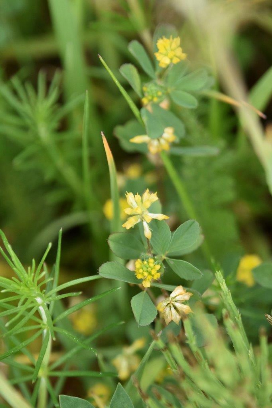 Kleine klaver - Planten - 