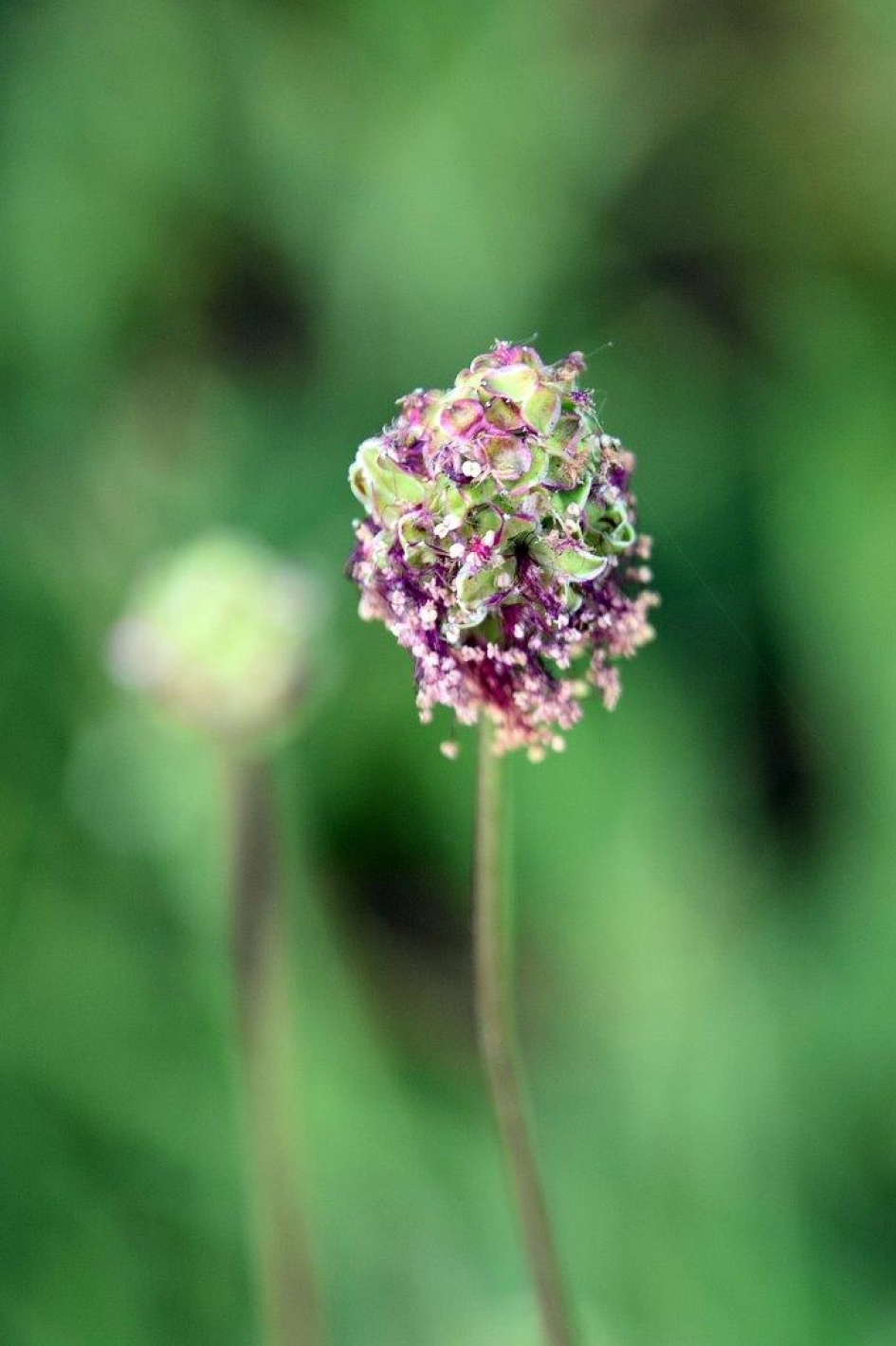 Kleine pimpernel - Planten - 