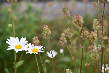 Kleine pimpernel en margrieten