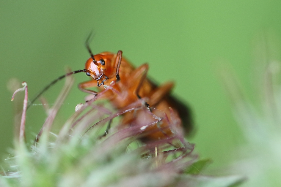 kleine rode weekschildkever - Geleedpotigen - 