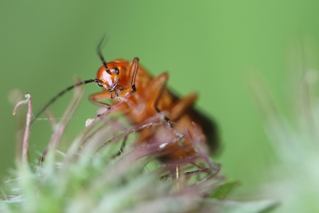 kleine rode weekschildkever