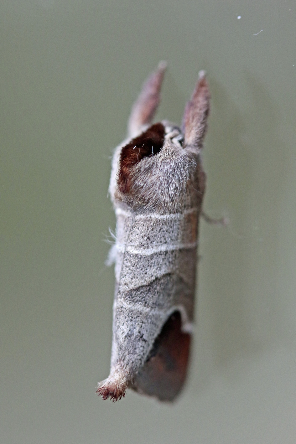 Kleine Wapendrager - Geleedpotigen - 