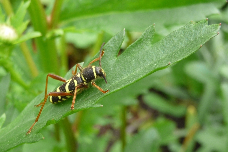 Kleine wespenbok - Geleedpotigen - 