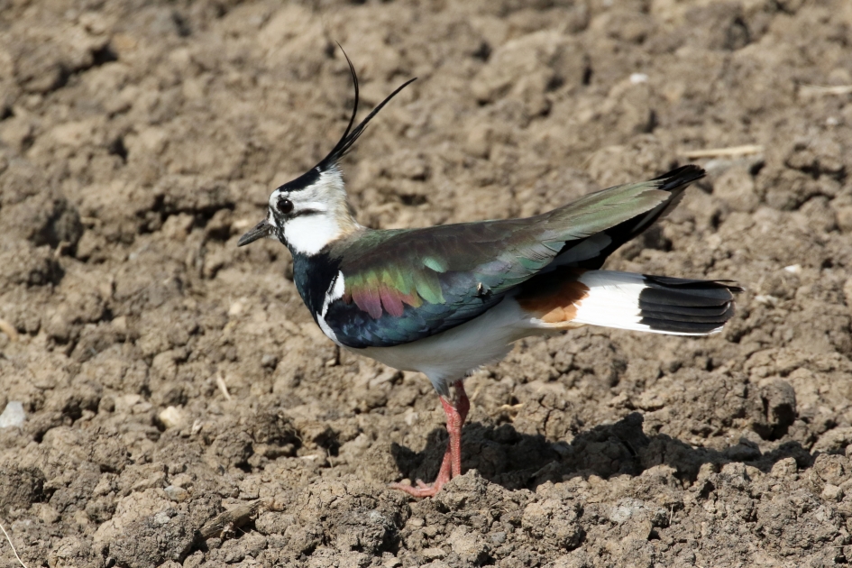 Kleurenpracht - Vogels - 