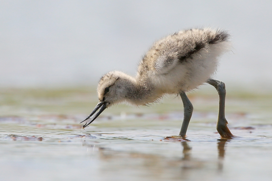 Kluutje - Vogels - Kluut