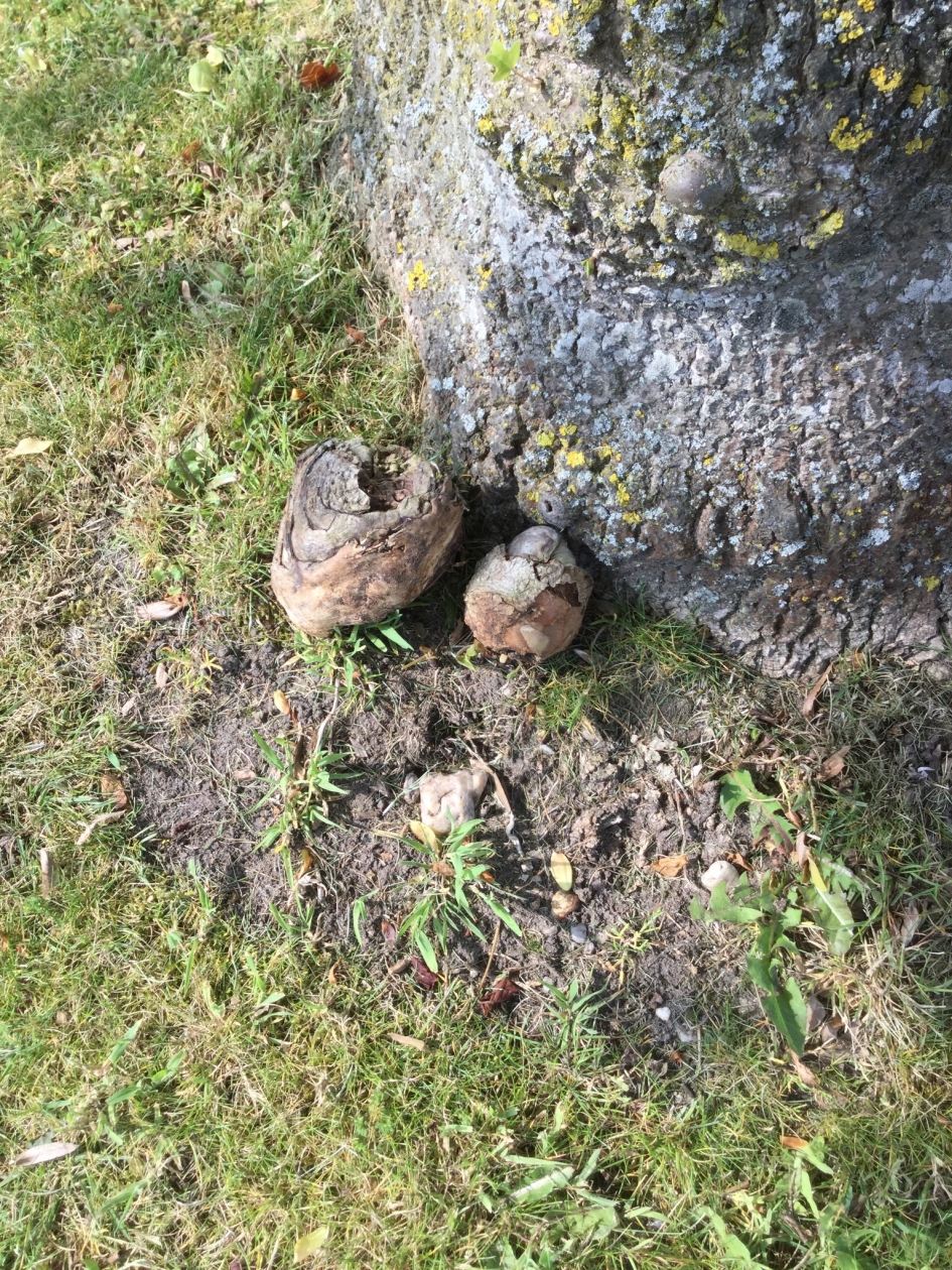 Knollen aan de voet van liriodendron - Planten - Niet bekend