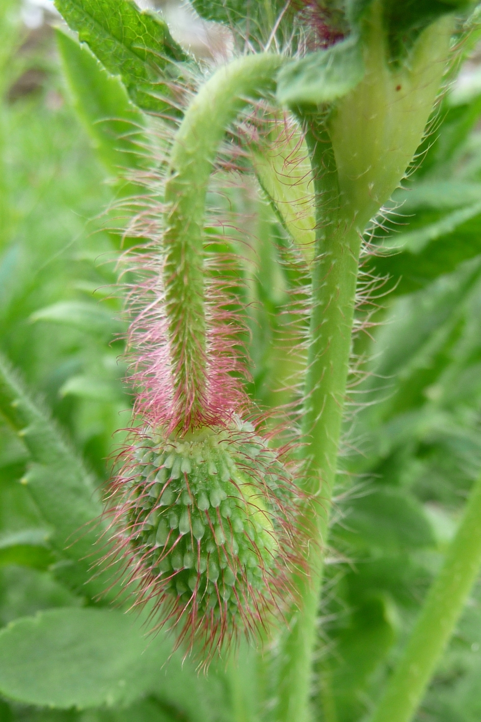 Knop van papaver - Planten - 