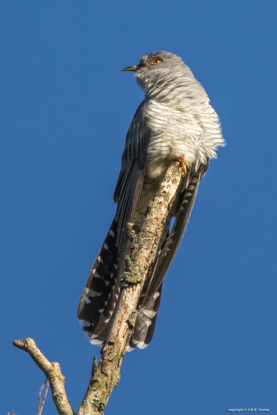 Koekoek - Vogels - Koekoek
