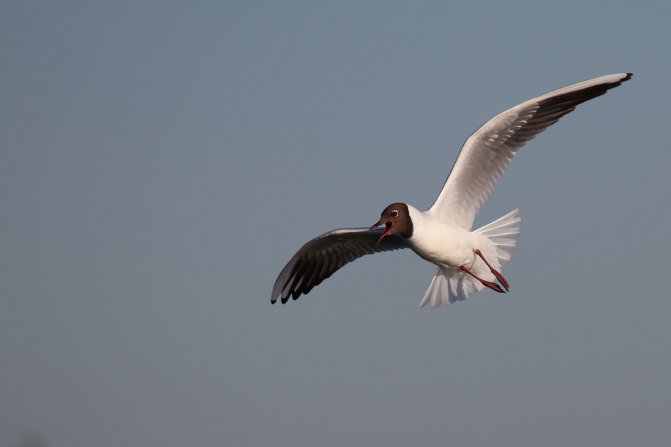 Kokmeeuw gaat landen - Vogels - Kokmeeuw