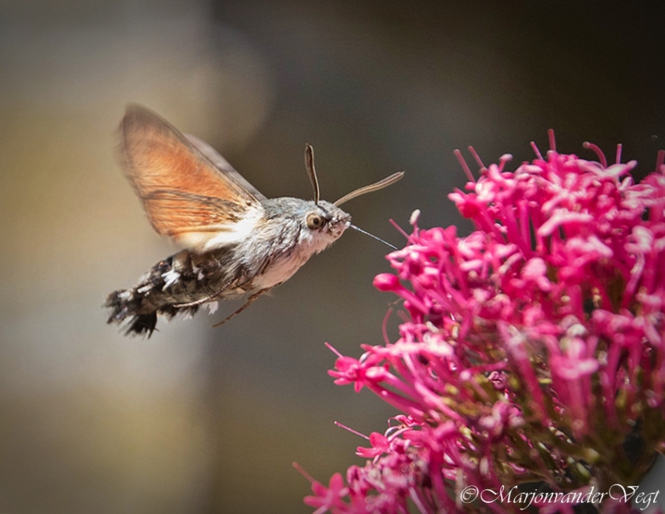 Kolibrievlinder - Geleedpotigen - Kolibrievlinder
