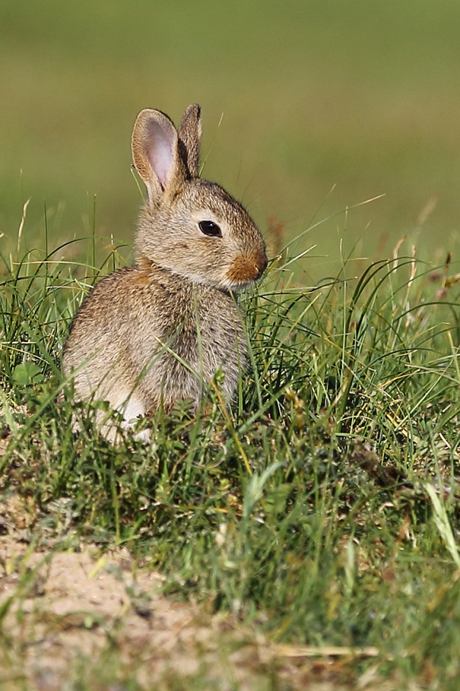 konijntje - Zoogdieren - 