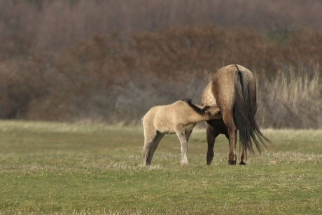 konikpaarden