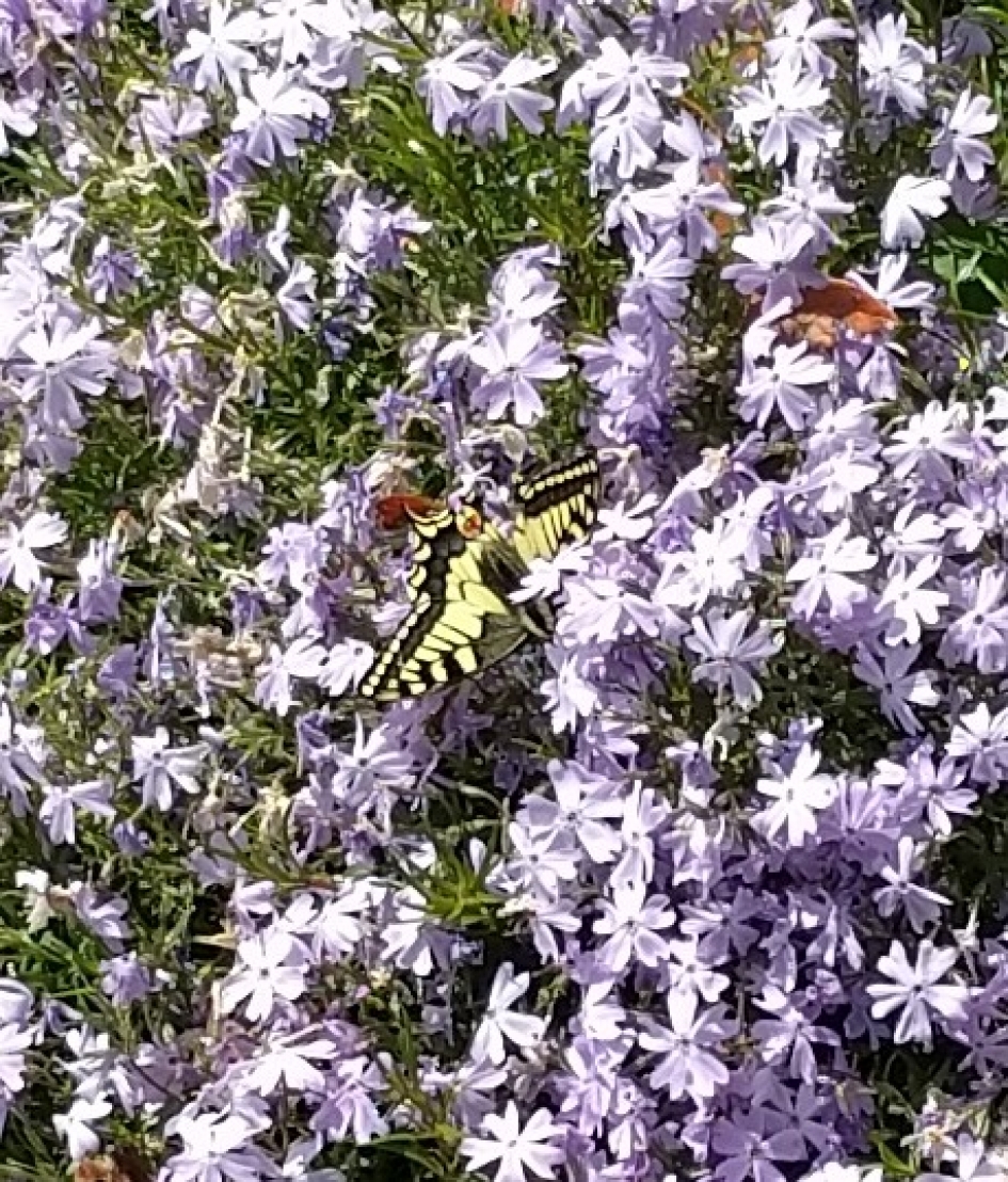 Koninginnepage op flox - Overig - Koninginnepage