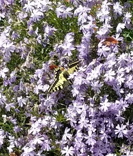 Koninginnepage op flox