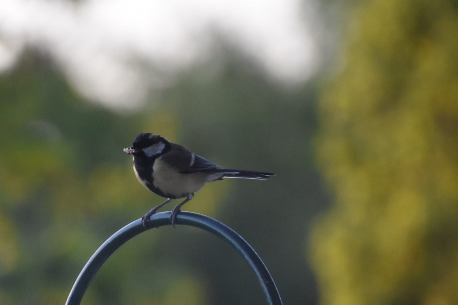 Koolmees, druk met voeren van zijn jonkies - Vogels - 