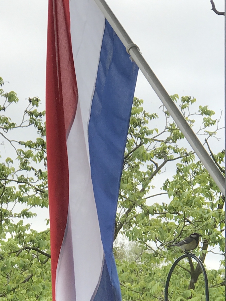 Koolmees stoort zich niet aan de vlag - Vogels - 