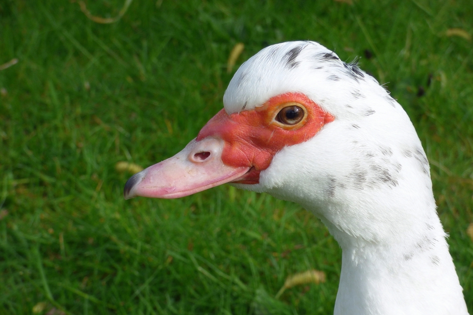 Kop muskuseend vrouwtje. - Vogels - Muskuseend