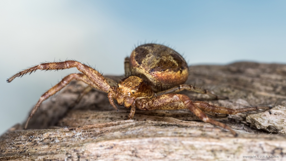 Krabspin - Geleedpotigen - Krabspin
