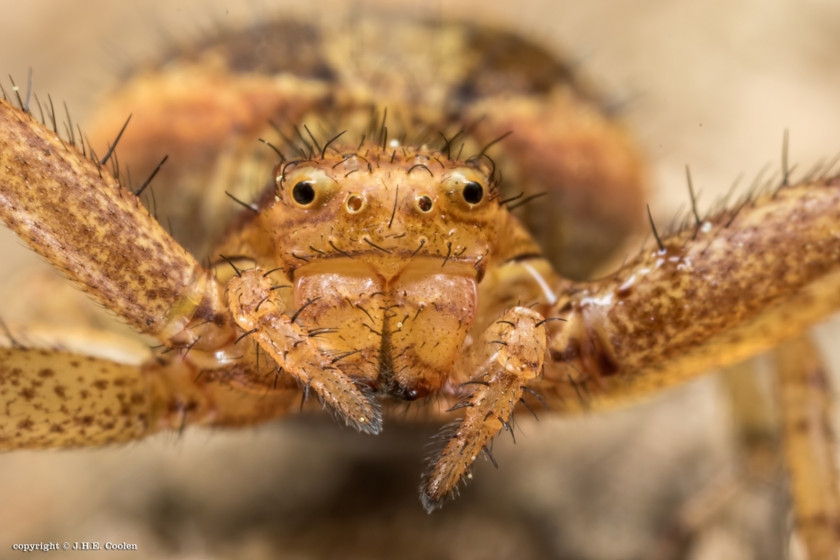 Krabspin - Geleedpotigen - Krabspin