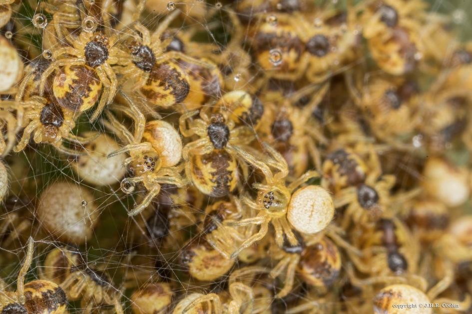 Kriebels - Geleedpotigen - Spin