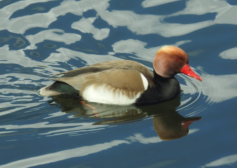 Krooneend man - Vogels - Krooneend