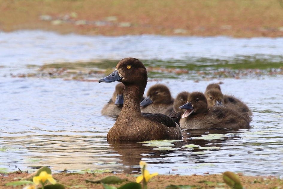 kuifeendjes - Vogels - 
