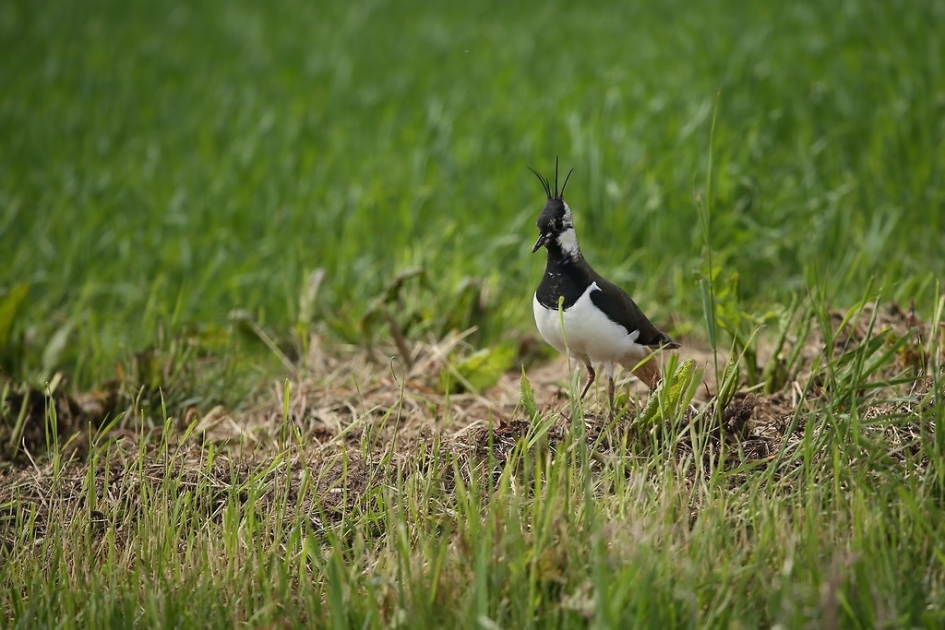 Kuifje - Vogels - Kievit