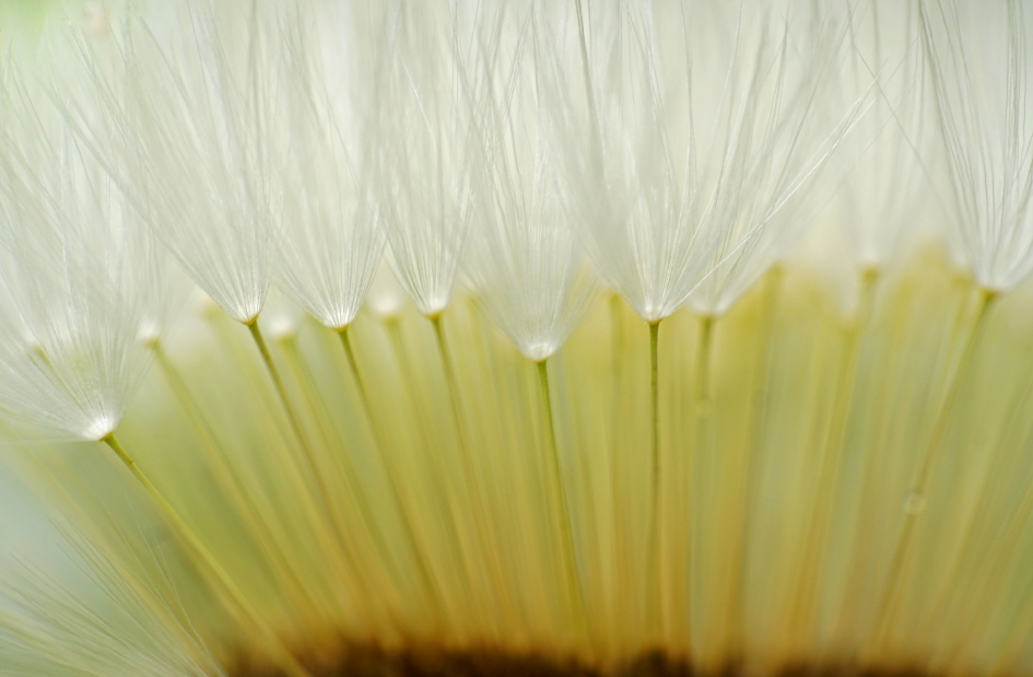 Kwastjes - Planten - 