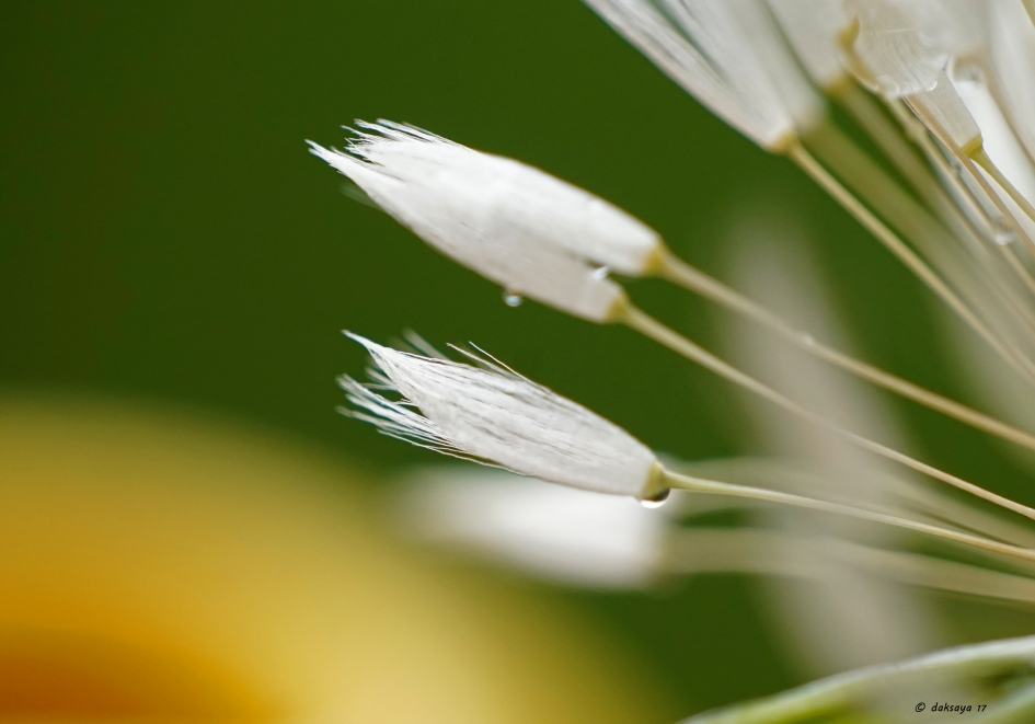 Kwastjes - Planten - 