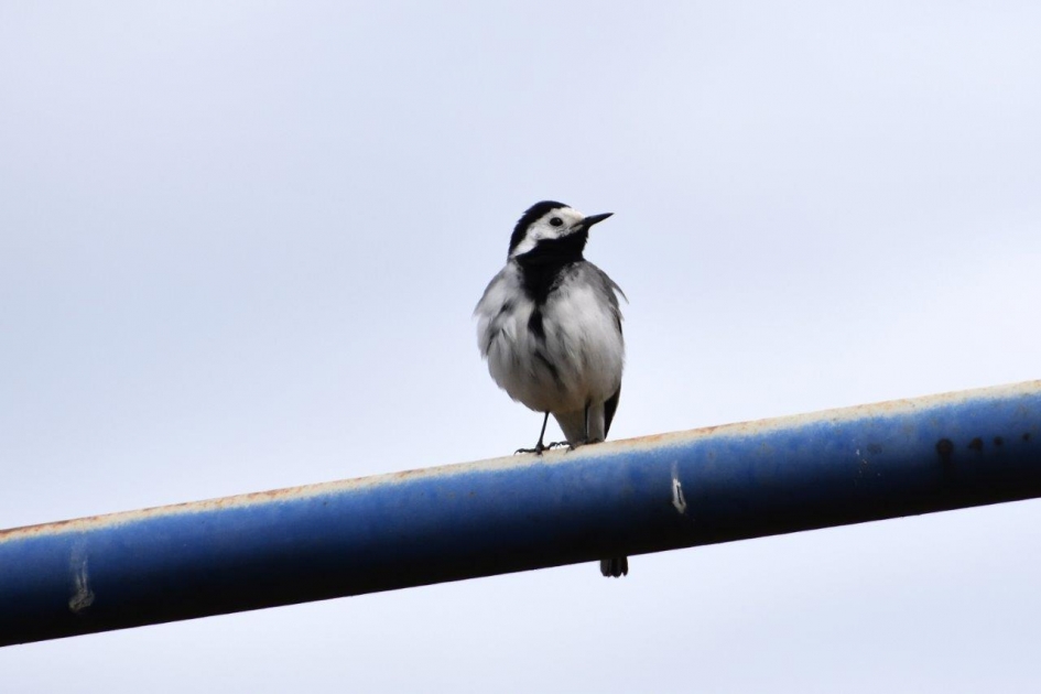 Kwikstaart - Vogels - 