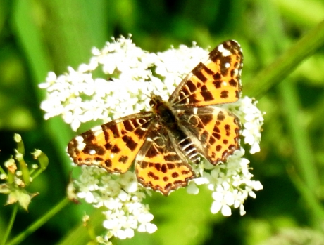 Landkaartje.  Voorjaarsgeneratie.