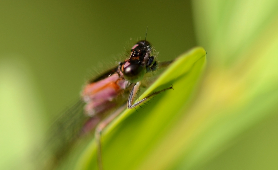 Lantaarntje - Geleedpotigen - Lantaarntje