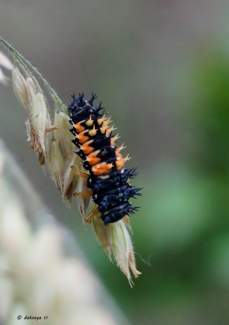 Larve veelkleurig Aziatisch lieveheersbeestje