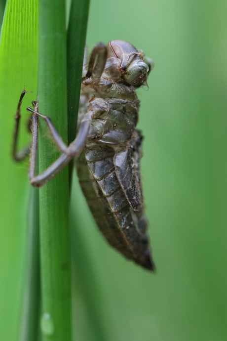 larvenhuidje viervlek-libel