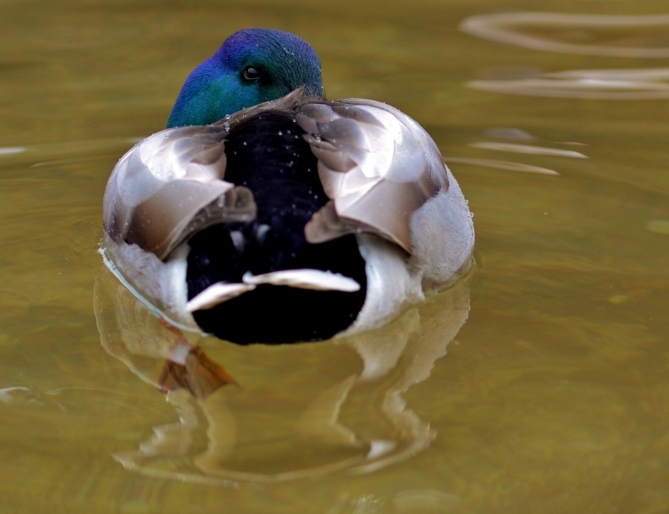 lekker slapen - Vogels - Wilde Eend
