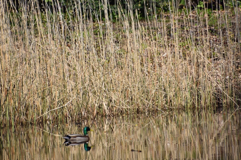 Lekker stil... - Vogels - 