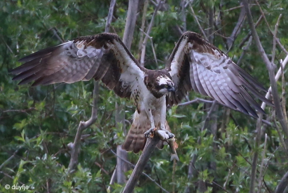 lekker visje - Vogels - Visarend