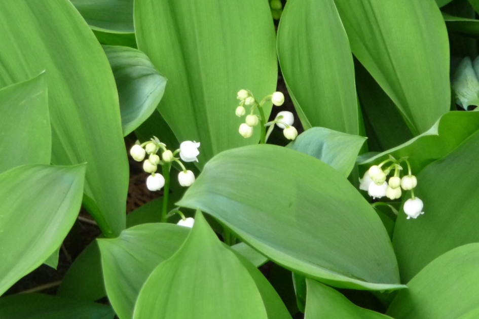 Lelietjes van dalen - Planten - 