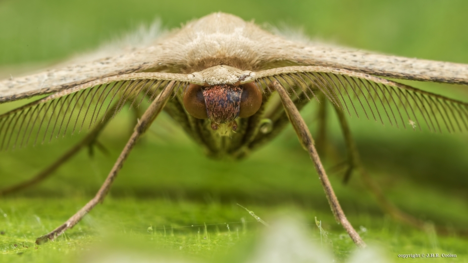 Lieveling - Geleedpotigen - Lieveling