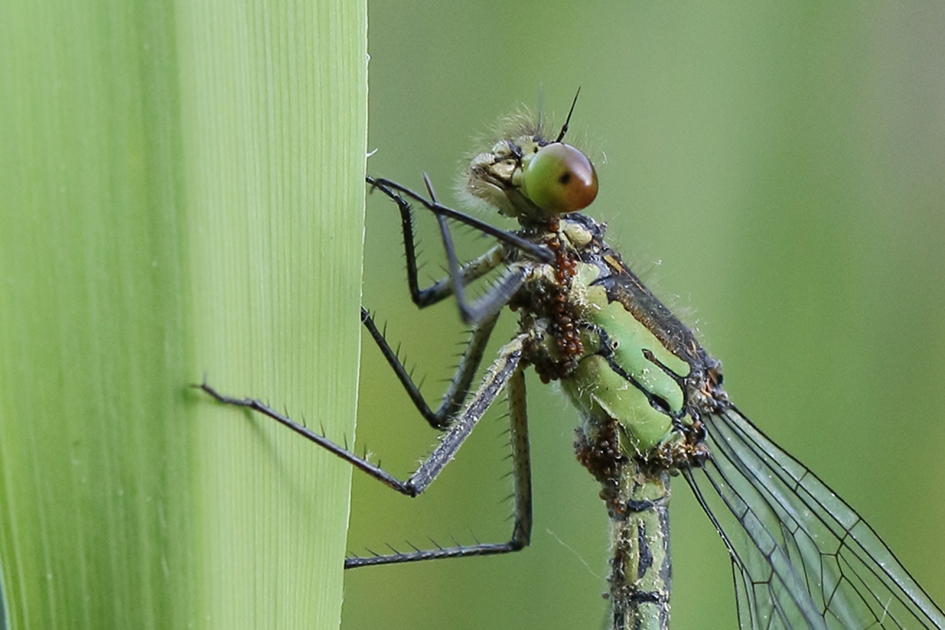 lijfje vol met mijten - Geleedpotigen - 