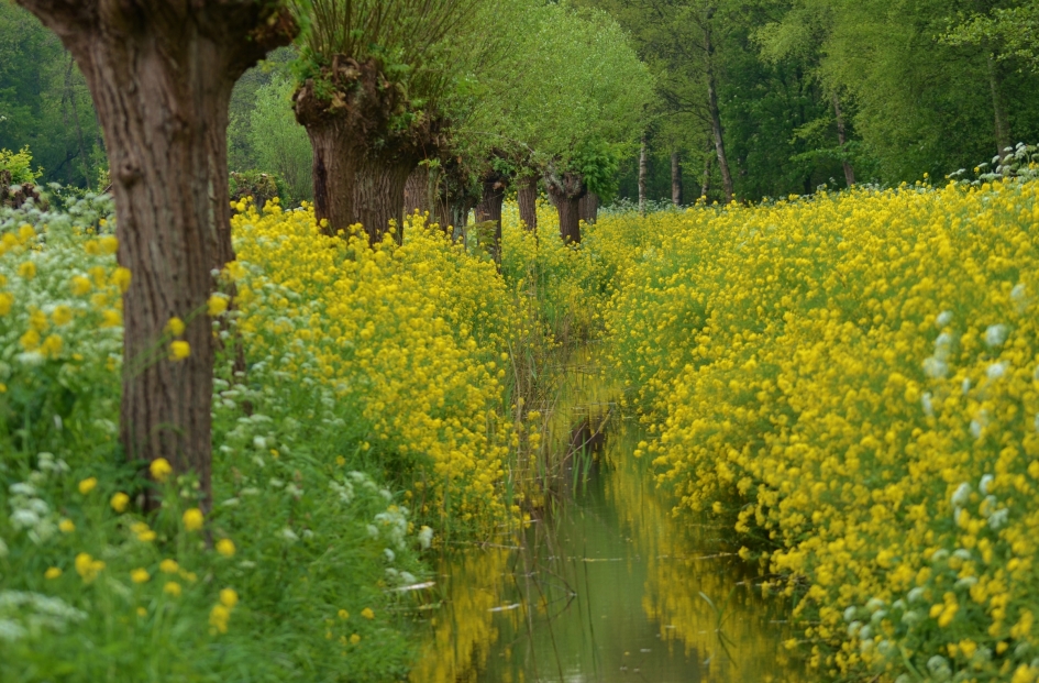 Loetbos - Planten - Loetbos