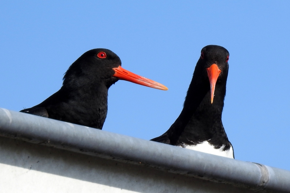 Luidruchtig stel - Vogels - Scholekster