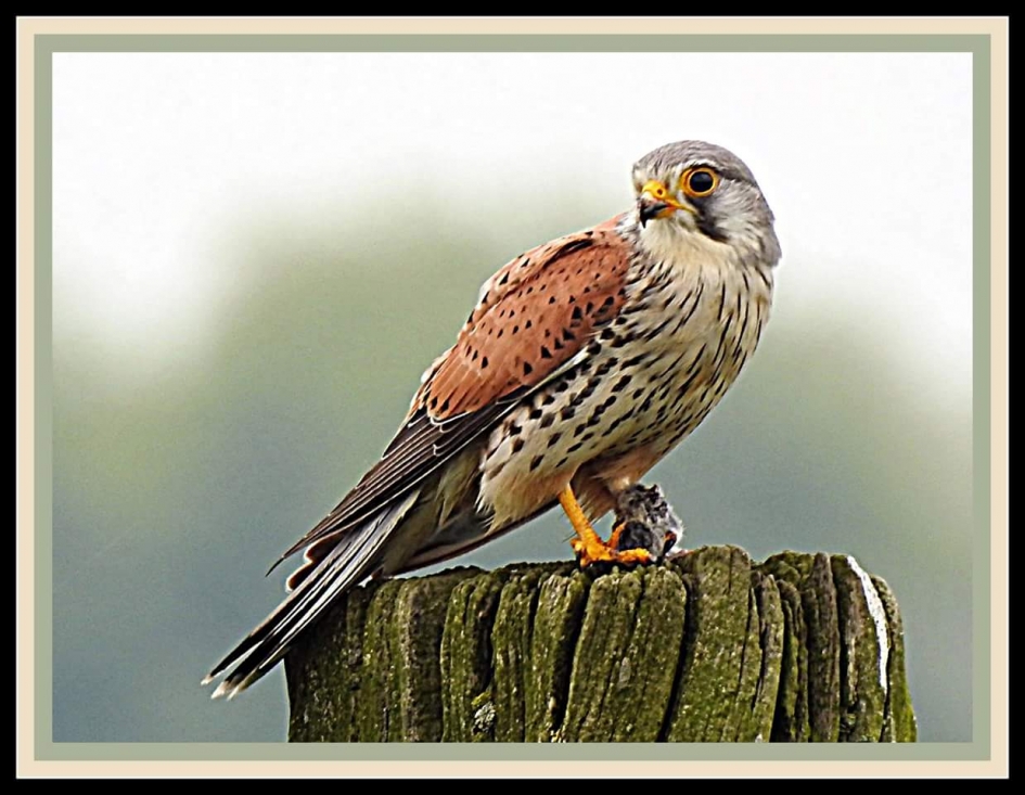 Lunch tijd - Vogels - Torenvalk