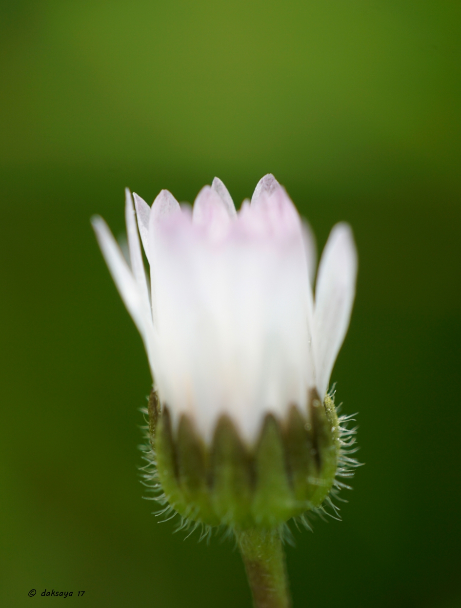 Madelief anders - Planten - 