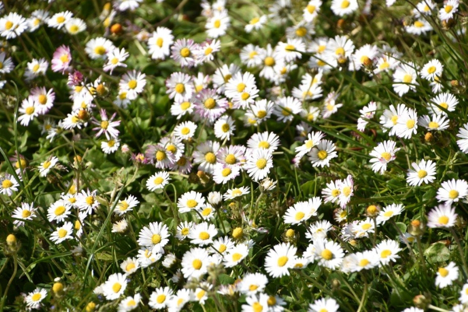 Madelieven - Planten - 