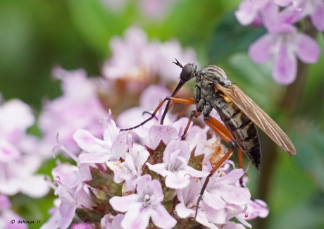 Mag ik deze dans van u?