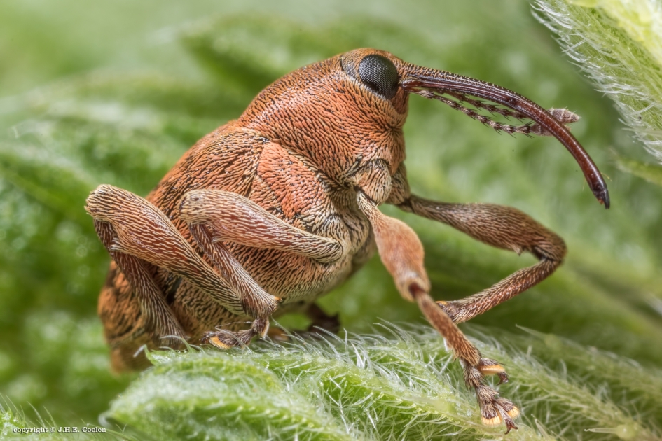 Mannetje - Geleedpotigen - Eikelboorsnuitkever