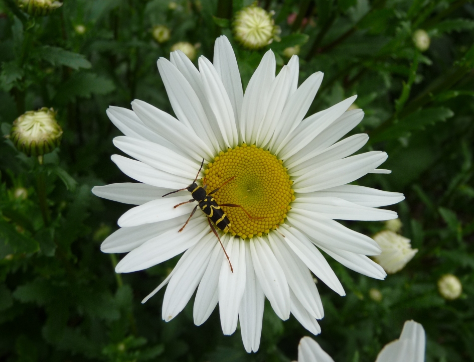 Margeiet met kleine wespenbok - Planten - 